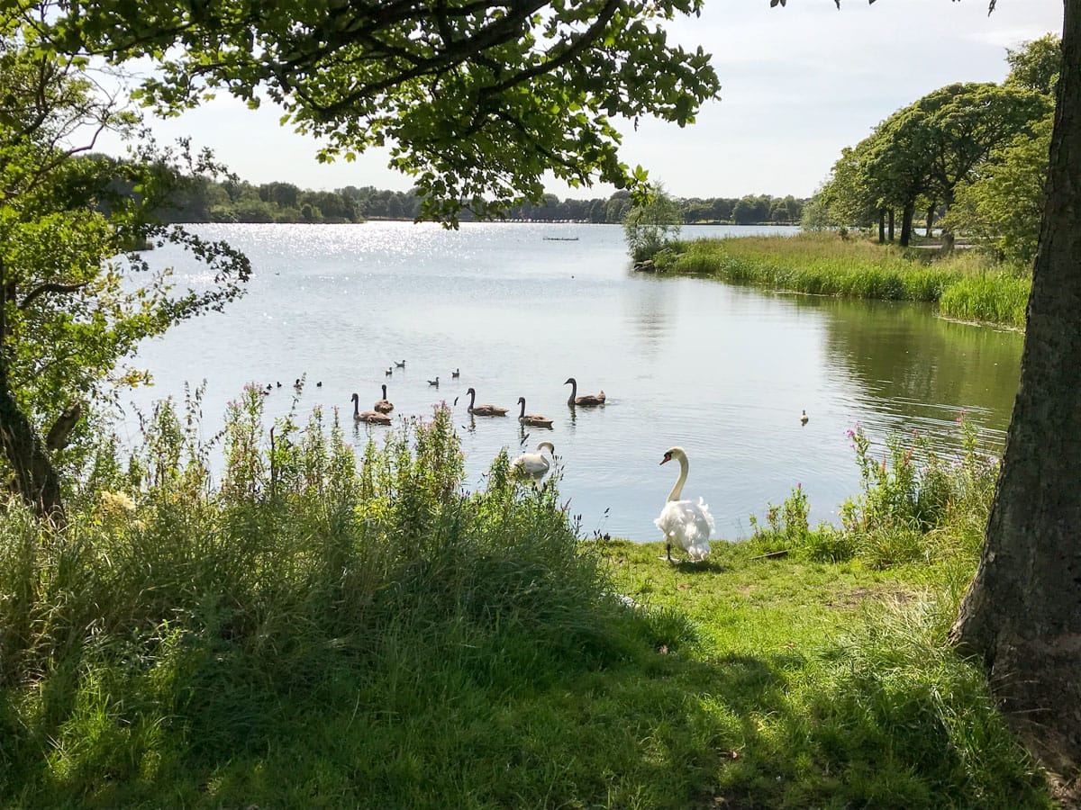 Swans by the banks of Hogganfield Loch